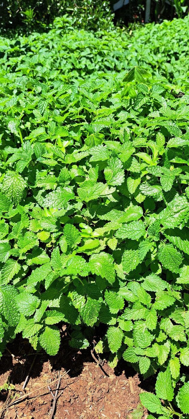 A dense stand of leafy greens in full growth on a watered plot