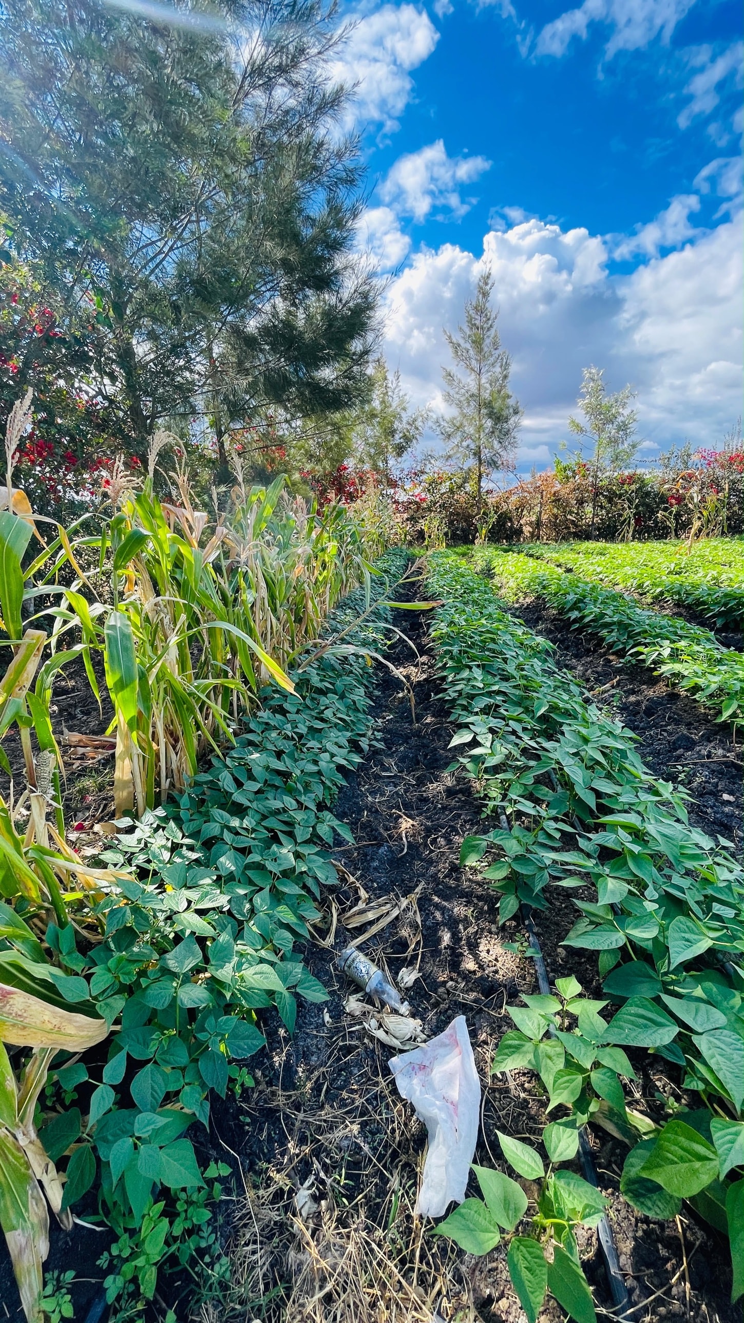 Rows of beans and maize growing in prepared beds