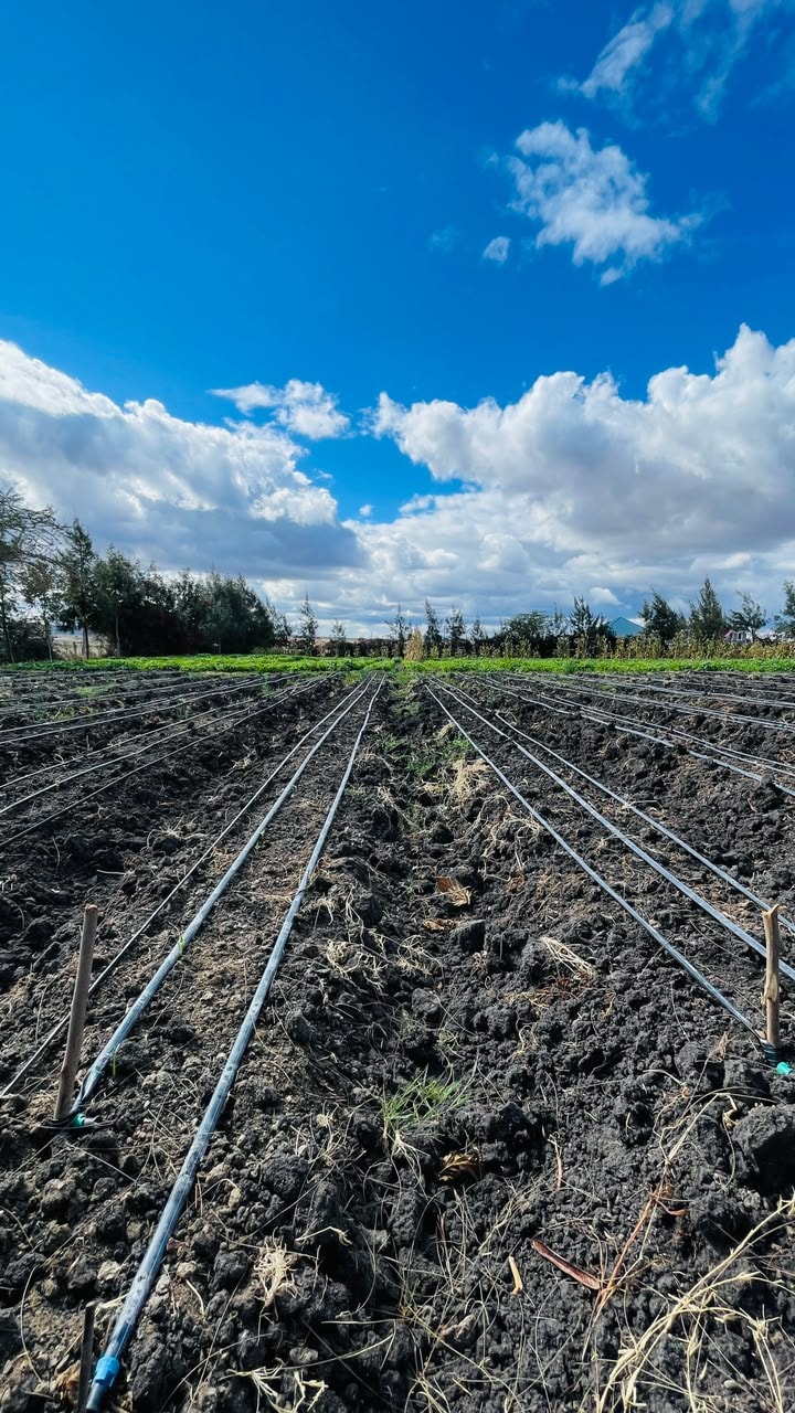 Drip irrigation lines laid out across prepared beds