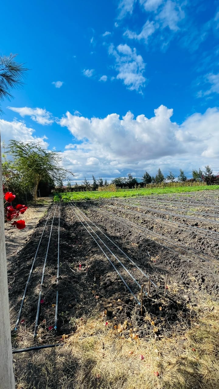Full-length growing beds with drip lines laid out across a prepared plot