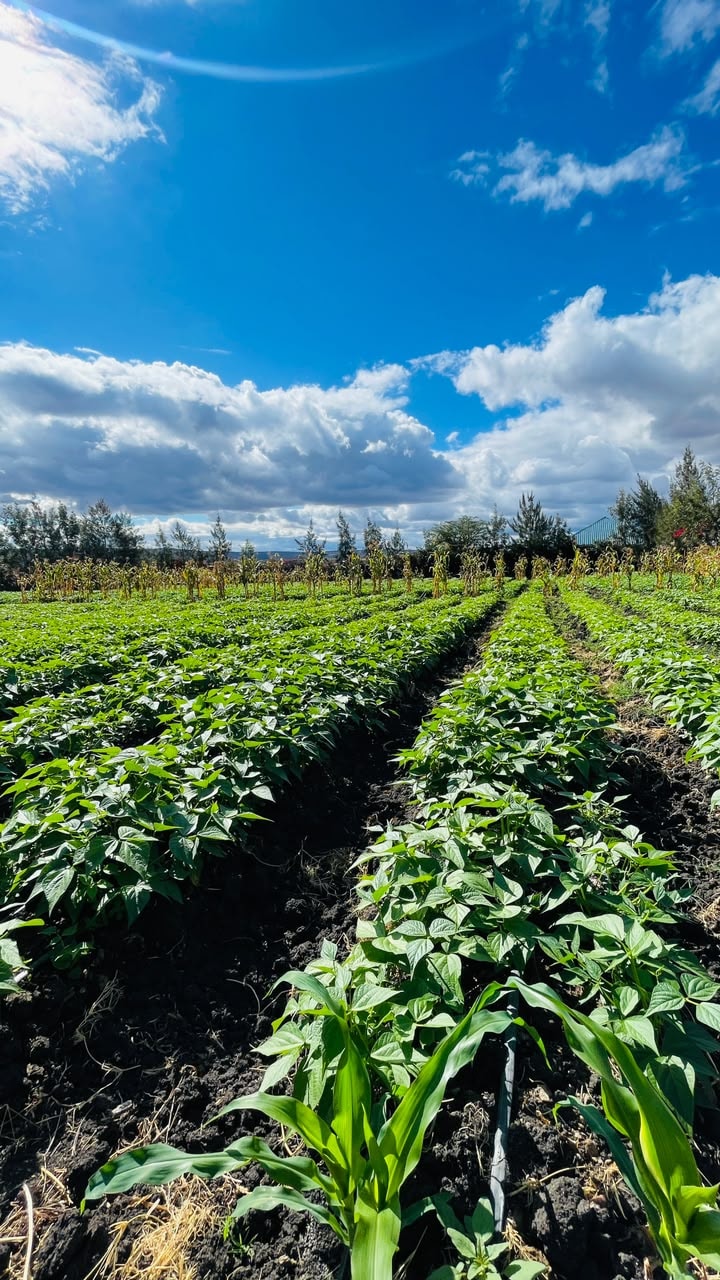 Rows of beans and maize in full growth on a plot in Isinya