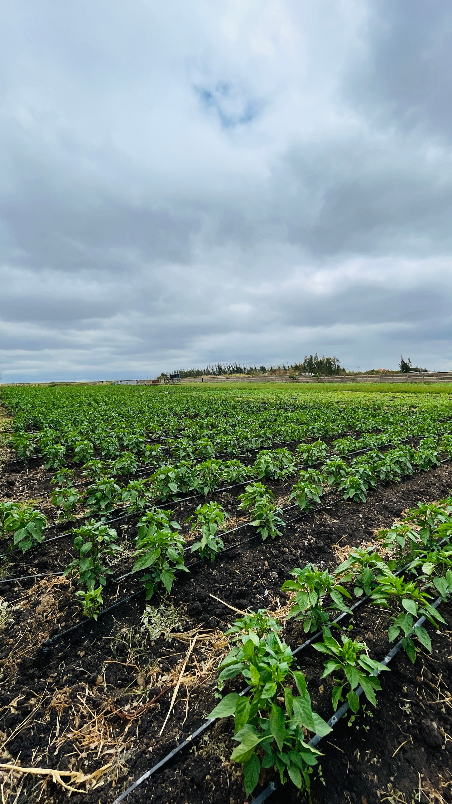Rows of pepper plants growing in prepared beds under a wide sky