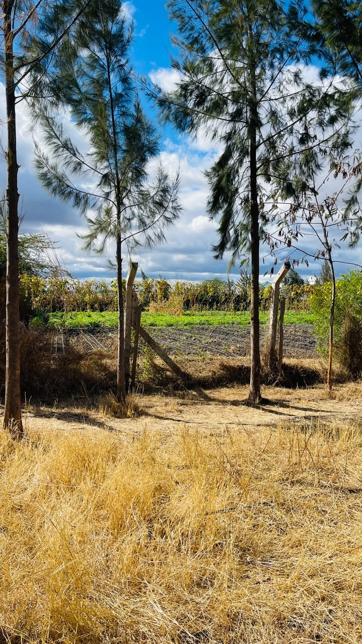 A fenced plot seen through a stand of trees on the edge of the site