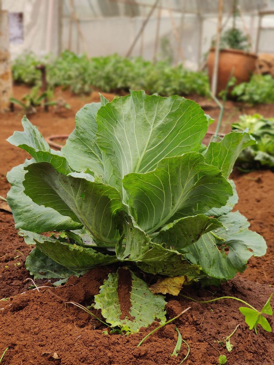 A cabbage growing in the red earth of a spaced bed