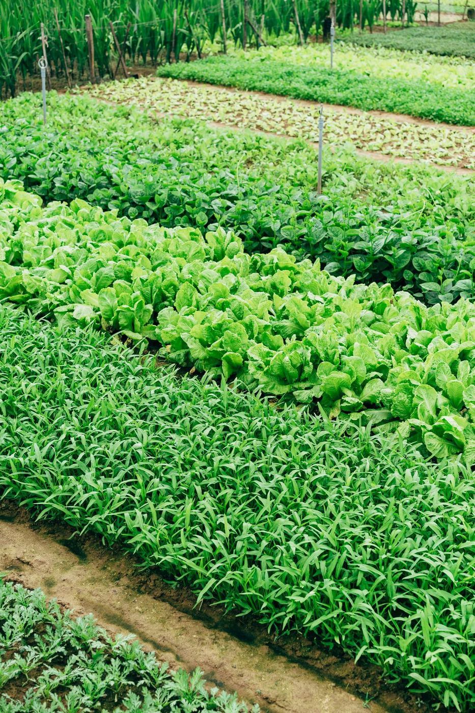 Long seedbeds running the length of a prepared plot